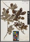 Foto von Salix appendiculata Vill.